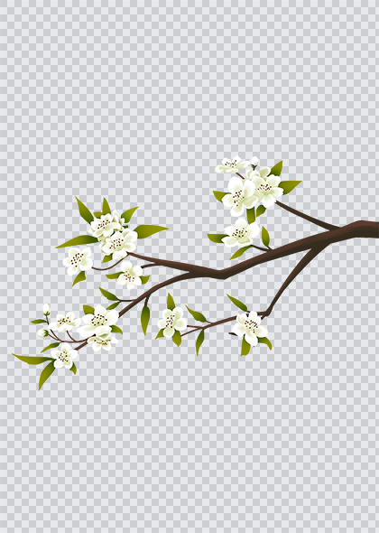 春季梨花唯美白色花朵花枝绿叶免抠元素素材