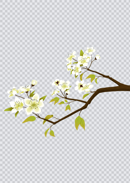 春季梨树树枝白色梨花花朵免抠元素素材