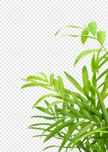 热带植物散尾葵免抠高清元素素材