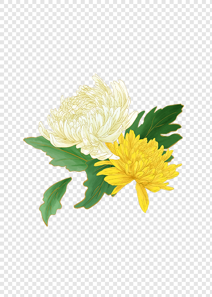 手绘重阳黄白菊花花朵元素素材