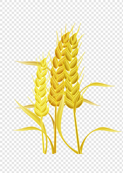 金黄色麦穗稻穗免抠粮食元素素材