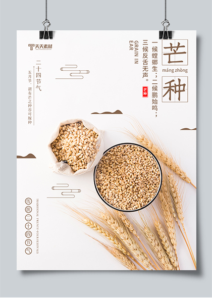 传统节气芒种节气麦粒麦穗简约海报素材