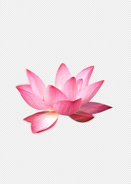 粉色单朵盛开带水珠荷花莲花免抠PNG图片