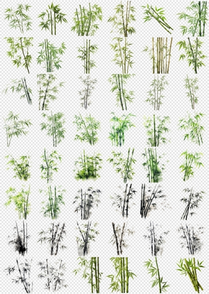 各种风格竹子免抠PNG毛竹插画元素大全