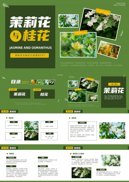 茉莉花与桂花介绍课程PPT模板