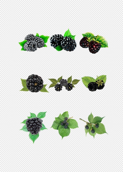新鲜黑莓水果免抠元素夏季健康食材插画