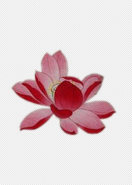 莲花盛开艺术插画中国传统文化免抠图案