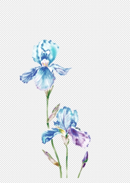 蓝色鸢尾花植物花卉插画免抠设计元素