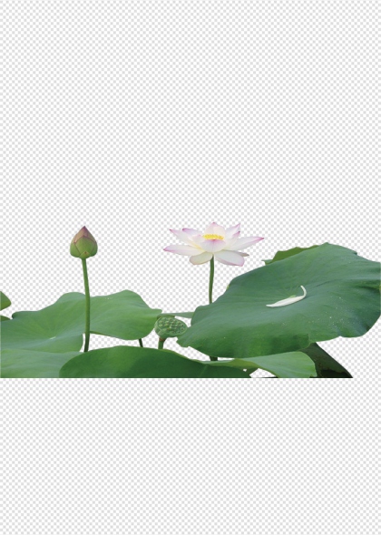莲花荷叶荷花花苞清新自然免抠植物插画