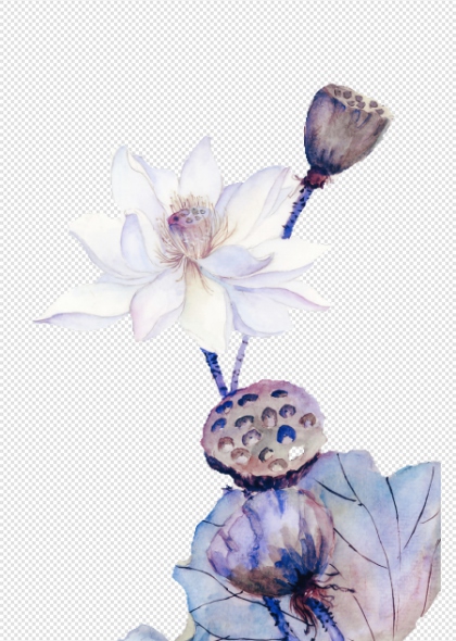 莲花荷叶莲蓬水彩画免抠植物插画