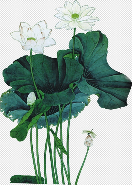 莲花荷叶清新自然植物免抠插画元素