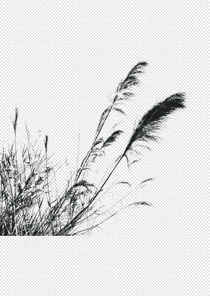 芦苇丛自然景观生态背景免抠植物元素