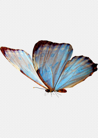 蓝色蝴蝶翅膀细节自然生态免抠插画元素