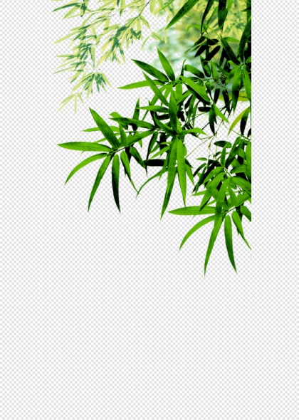 绿色竹叶自然生态背景免抠插画