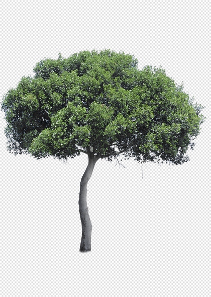 绿叶茂盛大树自然景观生态环保免抠插画