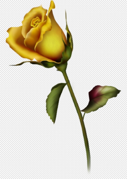 黄色玫瑰花与绿叶植物花卉插画免抠设计元素