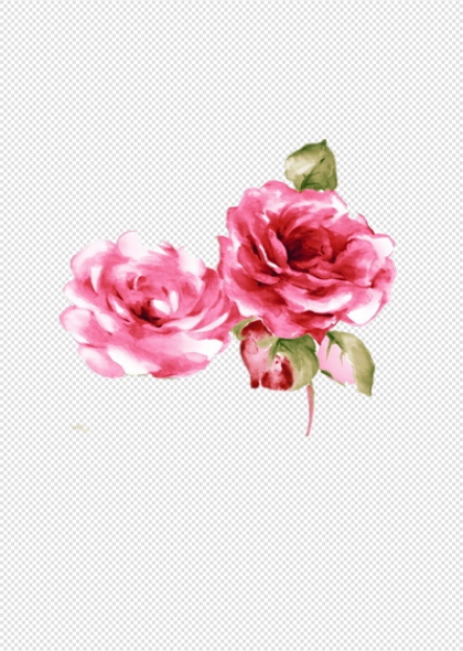 粉色玫瑰花与绿叶植物花卉设计免抠插画