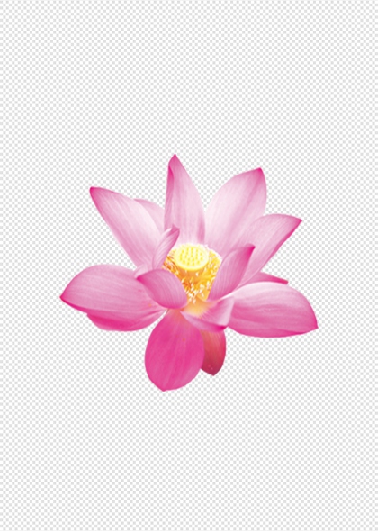 粉色莲花荷花自然植物花卉免抠插画元素