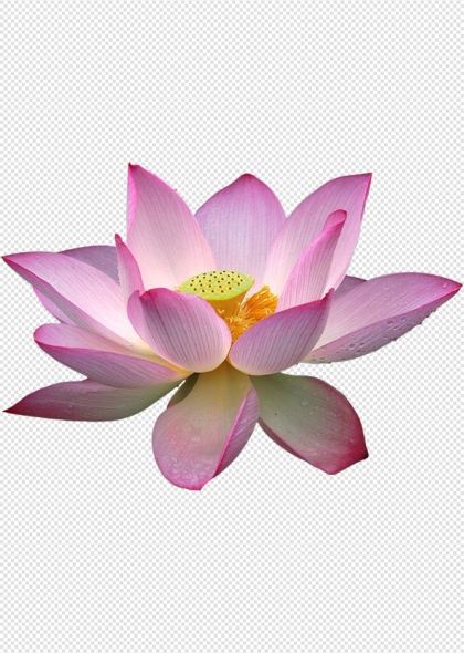 粉色莲花荷花盛开特写免扣图片