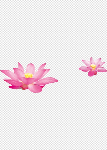 粉色荷花莲花免抠植物插画