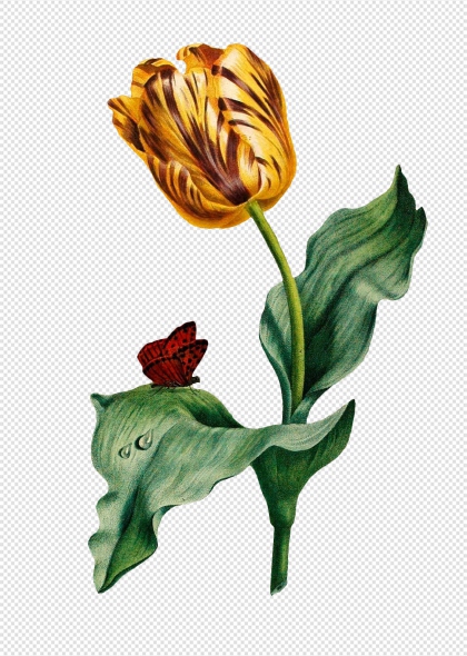 黄色郁金香花朵与蝴蝶手绘免抠插画元素