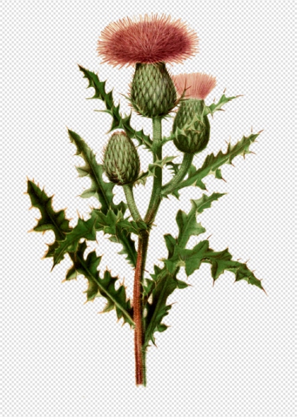 蒲公英花朵免抠植物PNG装饰元素