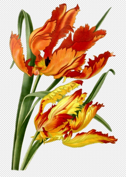 橙黄渐变郁金香花朵免抠植物插画元素