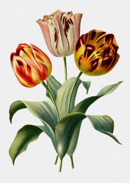 彩色郁金香花朵免抠插画元素装饰图案