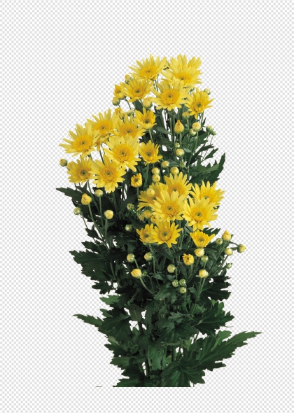 黄色菊花植物免抠PNG图片元素