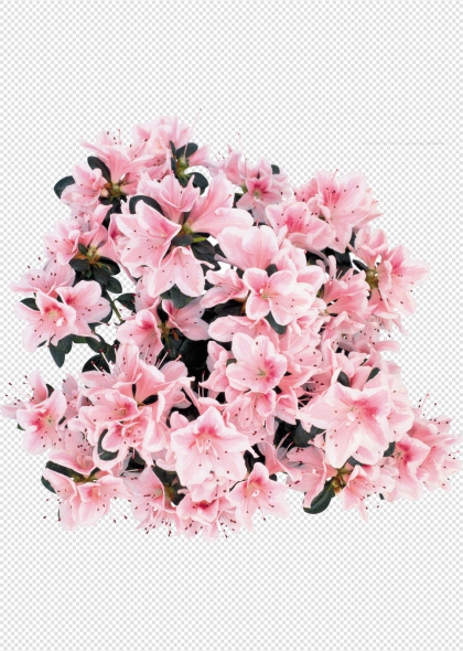 粉色杜鹃花簇透明背景PNG免抠装饰图片