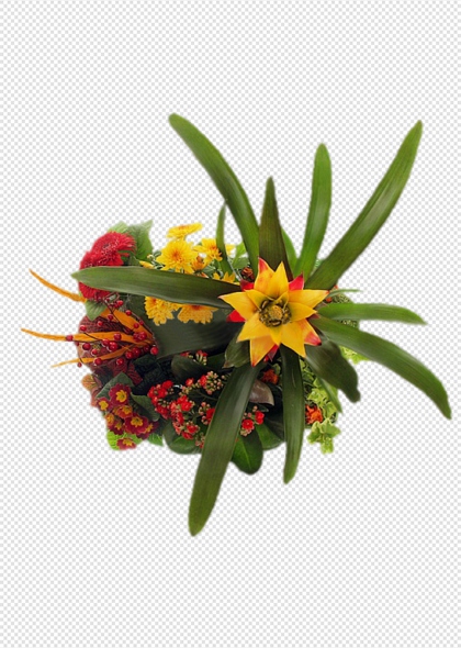 彩色热带花卉组合免抠植物图片元素