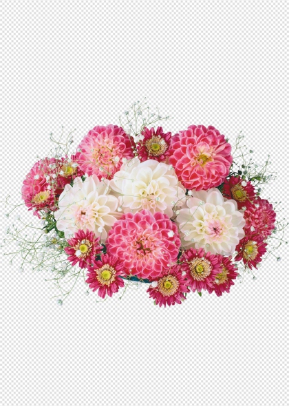 粉色白色大丽花手绘花卉免抠图片元素装饰图案