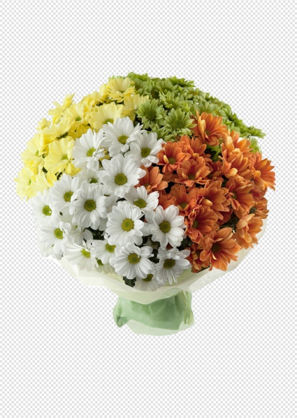 彩色菊花花束透明背景PNG免抠图片元素装饰