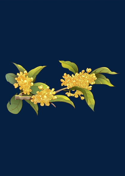 桂花枝叶精美插画秋季花卉装饰图案