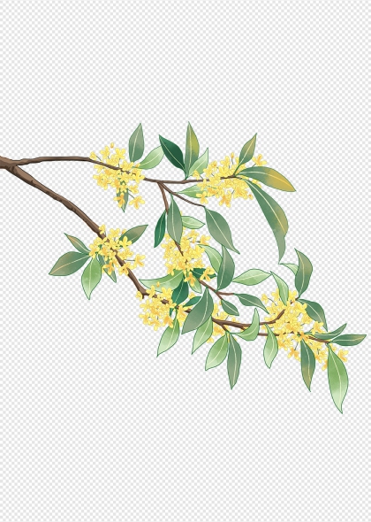 桂花枝条黄色花朵绿色叶子秋季装饰图案