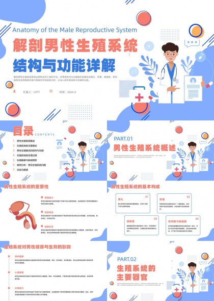 解剖男性生殖系统结构功能详解医学教育PPT模板